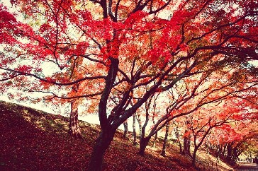 Tree with fall leaves